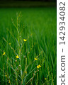 Countryside and Flowers 142934082