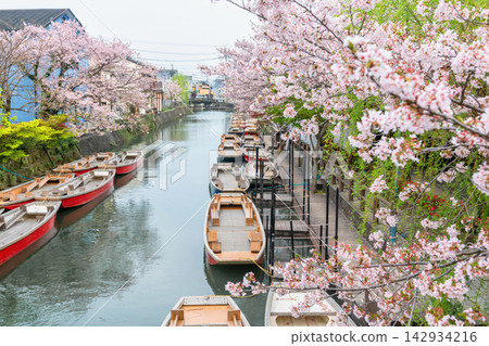 Pink cherry sakura blossom tunnel by boats at Suigo river, Yanagawa Pink cherry sakura blossom tunnel by boats at Suigo river, Yanagawa 142934216
