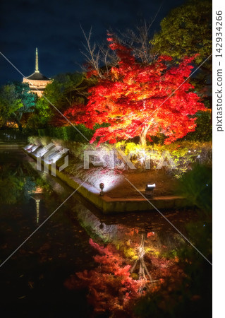 Red maple tree light up with Toji pagoda at night in autumn, Kyoto 142934266