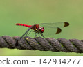 A red dragonfly perched on a rope. 142934277