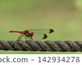 A damselfly stands against a green background. 142934278
