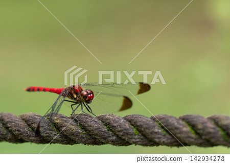 A damselfly stands against a green background. A damselfly stands against a green background. 142934278