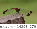 A damselfly with its wings spread wide perched. 142934279