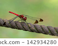 A damselfly rests its wings on a rope. 142934280