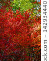 Bright red autumn leaves 142934440