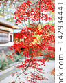 drooping autumn leaves 142934441
