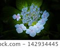 Fleeting hydrangea 142934445
