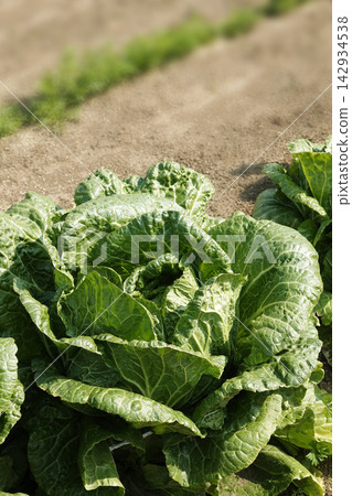 Chinese cabbage, a crop that ripened in the vegetable field in March. Chinese cabbage, a crop that ripened in the vegetable field in March. 142934538