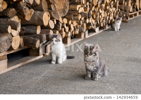 Three cute, fluffy kittens sitting near a stack of firewood logs outdoors. Three cute, fluffy kittens sitting near a stack of firewood logs outdoors. 142934659