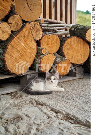 A fluffy kitten is resting next to a stack of firewood in a rural barn. A fluffy kitten is resting next to a stack of firewood in a rural barn. 142934661