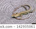 A young Japanese grass lizard resting on the ground. 142935061