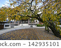 Autumn at Koshakuin Temple 142935101