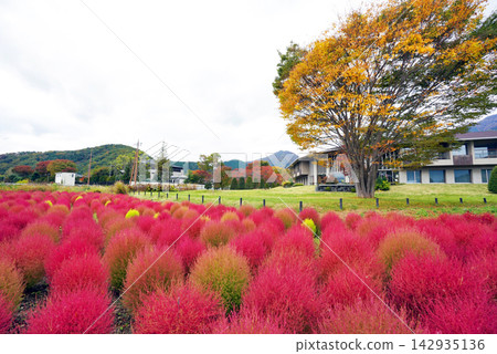 The autumn scenery of kochia plants with their vibrant red leaves spread across Kawaguchiko's Oishi Park. The autumn scenery of kochia plants with their vibrant red leaves spread across Kawaguchiko's Oishi Park. 142935136