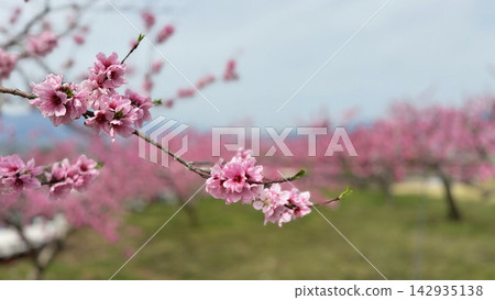 A spring scene of peach blossoms in full bloom and a peach orchard. A spring scene of peach blossoms in full bloom and a peach orchard. 142935138