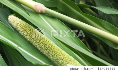 Young Pearl Millet Plants Showing Fresh Green Foliage Young Pearl Millet Plants Showing Fresh Green Foliage 142935155