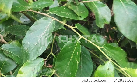 Lush green plant leaves close-up showcasing natural patterns Lush green plant leaves close-up showcasing natural patterns 142935163