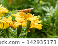 A Common Leopard butterfly feeding on nectar from a yellow flower. 142935173