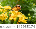 A Common Leopard butterfly feeding on nectar from a marigold. 142935174