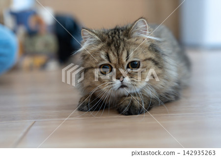 A cute cat gazing intently - a Persian cat A cute cat gazing intently - a Persian cat 142935263