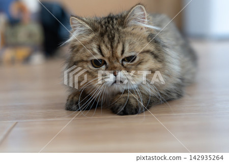 A cute cat gazing intently - a Persian cat A cute cat gazing intently - a Persian cat 142935264