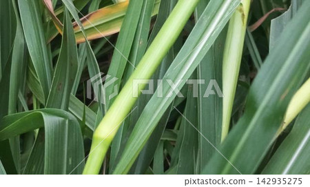 Green Bajra Crop Leaves in Natural Agricultural Setting Green Bajra Crop Leaves in Natural Agricultural Setting 142935275