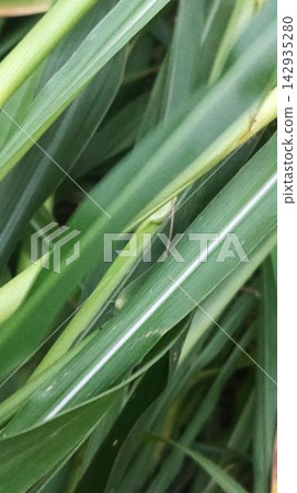 Close Up of Young Pearl Millet Plants Close Up of Young Pearl Millet Plants 142935280