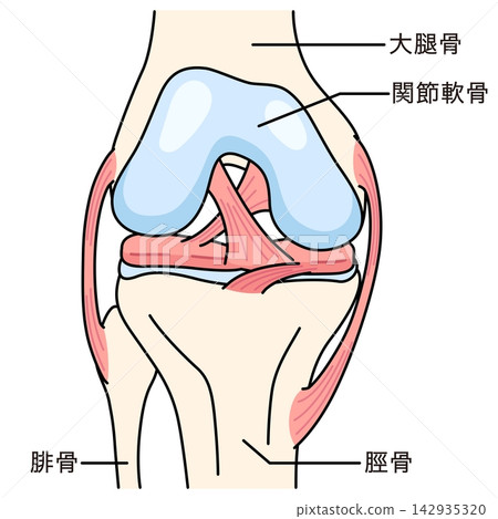 The structure of the knee joint: A normal knee The structure of the knee joint: A normal knee 142935320