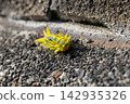 The larva of the broad-bordered green moth has sharp spines. 142935326