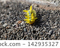 Spines and vibrant body color of the larva of the broad-bordered green moth. 142935327