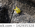 A larva of the broad-bordered green moth walking on a wall 142935328