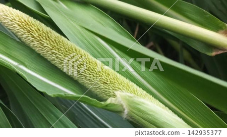 Lush green plant leaves close-up view showcasing patterns Lush green plant leaves close-up view showcasing patterns 142935377