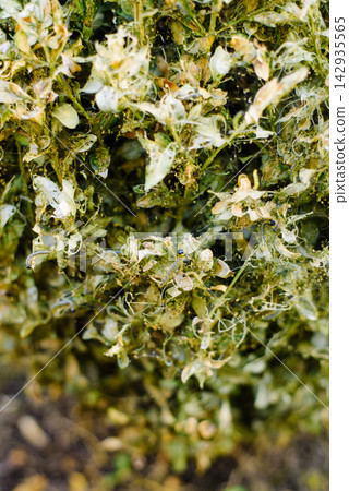 Close Up of Boxwood Leaves Eaten by Caterpillar Close Up of Boxwood Leaves Eaten by Caterpillar 142935565