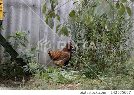 Brown hen foraging and standing in a rural backyard near green bushes and a corrugated fence. Natural daylight photo capturing a farm scene with poultry, outdoor livestock, and vegetation. Brown hen foraging and standing in a rural backyard near green bushes and a corrugated fence. Natural daylight photo capturing a farm scene with poultry, outdoor livestock, and vegetation. 142935697
