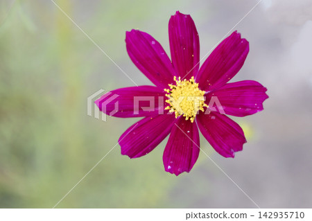 Single magenta cosmos flower in full bloom with a bright yellow center. Macro top-down shot of a vibrant garden blossom, natural botanical detail on soft blurred green and grey background. Single magenta cosmos flower in full bloom with a bright yellow center. Macro top-down shot of a vibrant garden blossom, natural botanical detail on soft blurred green and grey background. 142935710