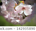 The white Satozakura cherry blossoms "Haruka" bloomed beautifully on a sunny April day. The white Satozakura cherry blossoms "Haruka" bloomed beautifully on a sunny April day. 142935890