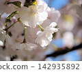 The white Satozakura cherry blossoms "Haruka" bloomed beautifully on a sunny April day. The white Satozakura cherry blossoms "Haruka" bloomed beautifully on a sunny April day. 142935892