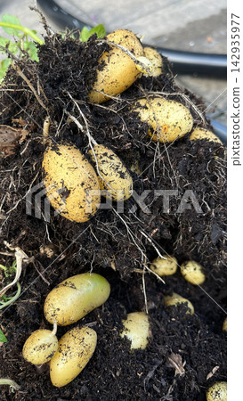 Freshly harvested yellow potatoes with soil and roots visible in garden setting Freshly harvested yellow potatoes with soil and roots visible in garden setting 142935977