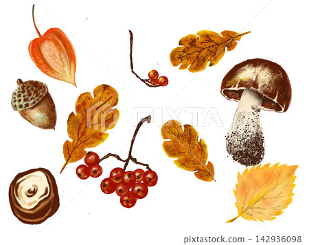 different autumn leaves isolated on white background different autumn leaves isolated on white background 142936098