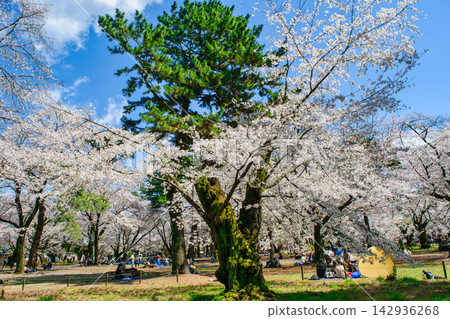 Saitama Prefecture, Saitama City, Omiya Park, Cherry blossoms in full bloom Saitama Prefecture, Saitama City, Omiya Park, Cherry blossoms in full bloom 142936268
