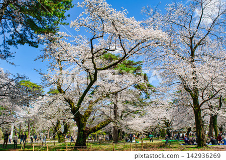 埼玉縣埼玉市大宮公園櫻花盛開 142936269