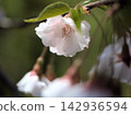 The beautiful pink cherry blossoms bloomed in April. The beautiful pink cherry blossoms bloomed in April. 142936594