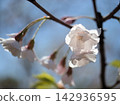 The beautiful pink cherry blossoms bloomed in April. The beautiful pink cherry blossoms bloomed in April. 142936595