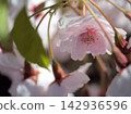 The beautiful pink cherry blossoms bloomed in April. The beautiful pink cherry blossoms bloomed in April. 142936596