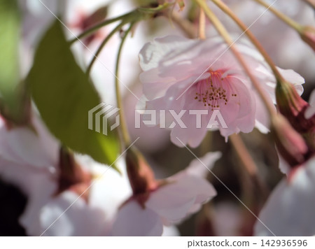 美麗的粉紅櫻花在四月盛開。 美麗的粉紅櫻花在四月盛開。 142936596