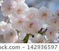 The beautiful pink cherry blossoms bloomed in April. The beautiful pink cherry blossoms bloomed in April. 142936597