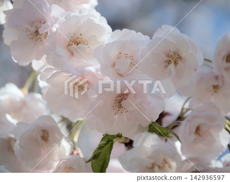 美麗的粉紅櫻花在四月盛開。 美麗的粉紅櫻花在四月盛開。 142936597