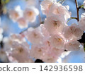 The beautiful pink cherry blossoms bloomed in April. The beautiful pink cherry blossoms bloomed in April. 142936598