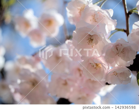 美麗的粉紅櫻花在四月盛開。 美麗的粉紅櫻花在四月盛開。 142936598