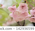 The beautiful pink cherry blossoms bloomed in April. The beautiful pink cherry blossoms bloomed in April. 142936599