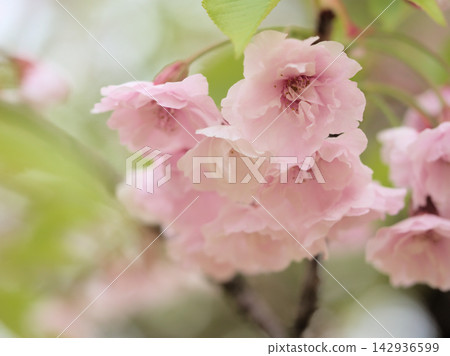 The beautiful pink cherry blossoms bloomed in April. The beautiful pink cherry blossoms bloomed in April. 142936599